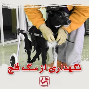 نگهداری از سگ فلج