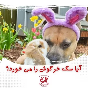 سگ خرگوش را می خورد؟