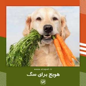 هویج برای سگ