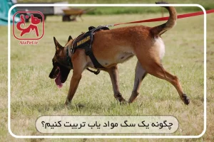 سگ مواد یاب پلیس