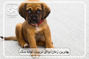 بهترین زمان تربیت سگ