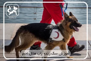 آموزش سگ زنده یاب هلال احمر