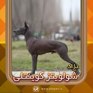سگ شولویتز کوینتلی یا (سگ بی‌موی مکزیکی) Xoloitzcuintli