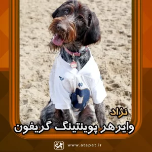 سگ وایرهر پوینتینگ گریفون Wirehaired Pointing Griffon