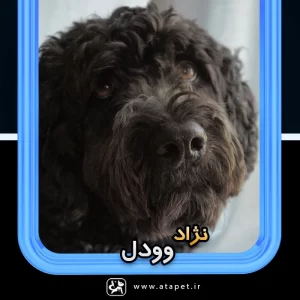 سگ وودل Whoodle