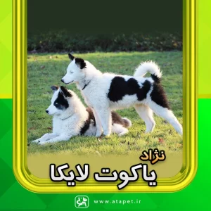 سگ یاکوت لایکا Yakutian Laika