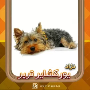 سگ یورکشایر تریر