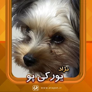 سگ یورکی پو Yorkipoo